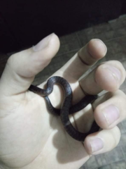 Atractus