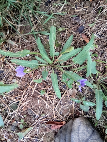 Viola yedoensis iNat (2)
