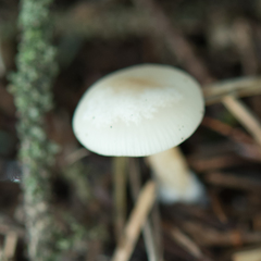 Clitocybe deceptiva