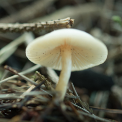 Clitocybe deceptiva