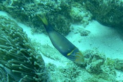 Thalassoma hebraicum