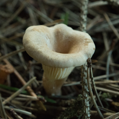 Clitocybe deceptiva