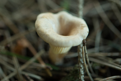 Clitocybe deceptiva