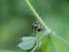 Tessarecphora arachnoides