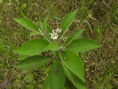 Image of Solanum brevipedicellatum