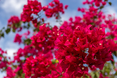 Bougainvillea