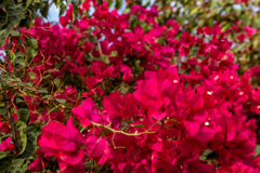 Bougainvillea