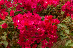 Bougainvillea