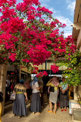 Bougainvillea