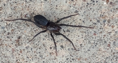 Desognaphosa