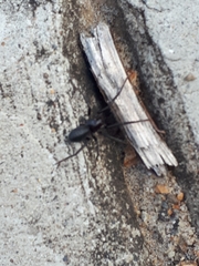 Desognaphosa