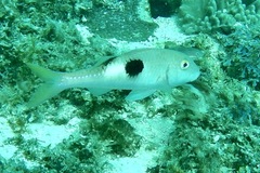 Parupeneus pleurostigma