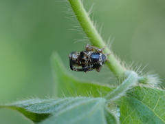 Tessarecphora arachnoides