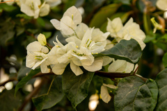 Bougainvillea