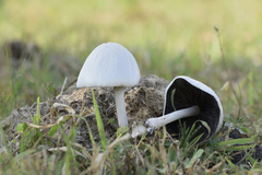 Panaeolus antillarum image