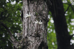 Dendrobium moniliforme