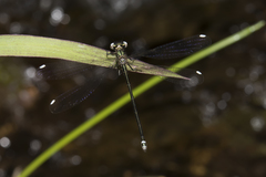 Miniargiolestes minimus