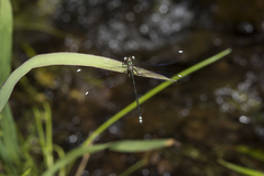 Miniargiolestes minimus