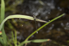 Miniargiolestes minimus