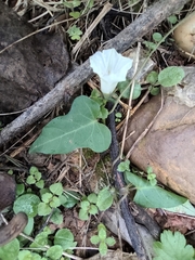 Calystegia hederacea