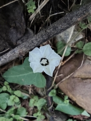 Calystegia hederacea