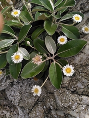 Pachystegia insignis