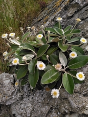 Pachystegia insignis