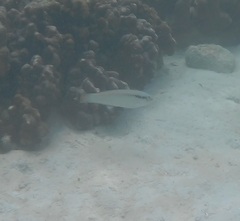 Halichoeres scapularis