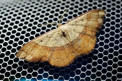 Pylargosceles steganioides