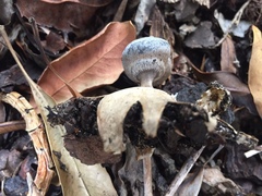 Geastrum tenuipes