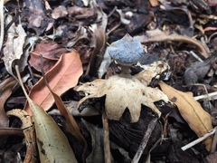 Geastrum tenuipes