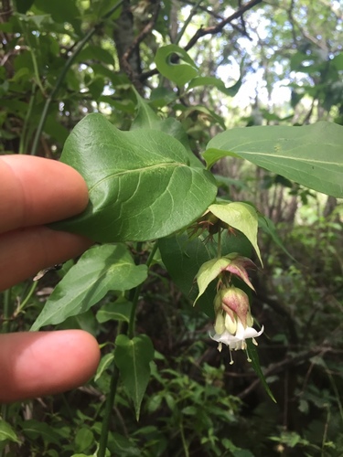 Leycesteria formosa