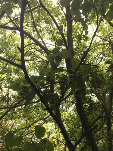 Leycesteria formosa