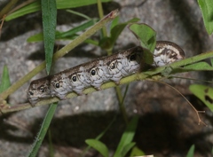 Proserpinus terlooii