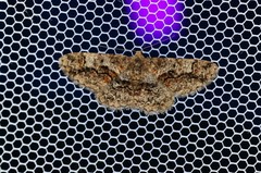 Satoblephara parvularia