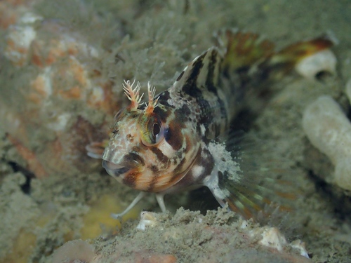 Tompot Blenny, Oosterschelde, Zeeuwse meren, 158_13_400, NL, photo 7 of 10