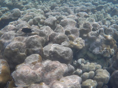 Corythoichthys intestinalis