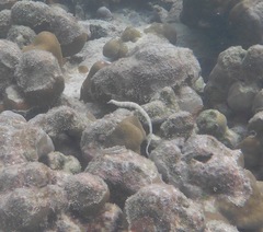 Corythoichthys intestinalis