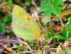 Colias fieldii