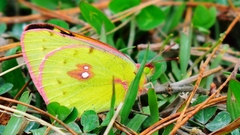 Colias fieldii