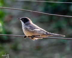 Curruca crassirostris