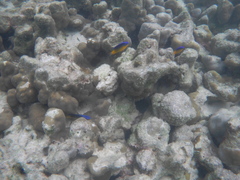 Pomacentrus simsiang