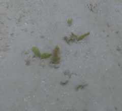 Halophila