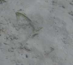 Amblygobius stethophthalmus