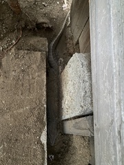 Varanus exanthematicus