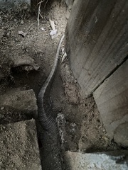 Varanus exanthematicus