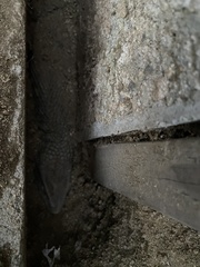 Varanus exanthematicus