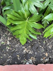 Thaumatophyllum xanadu