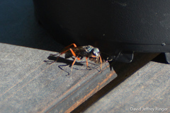 Auplopus mellipes