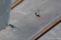 Auplopus mellipes
